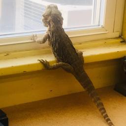 A Bearded Dragon in a Virtual Escape Room: Norbert's Census Adventure