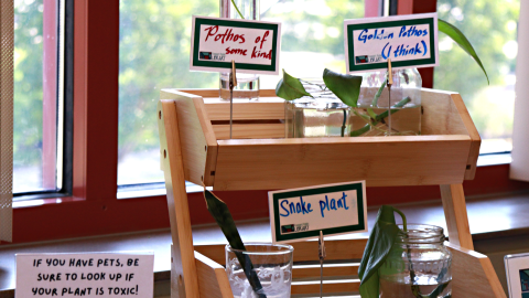 Propagated plants in glass jars set on a stand in front of a window. 