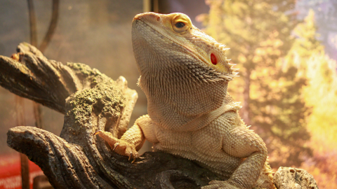 A bearded dragon sits in its tank. 