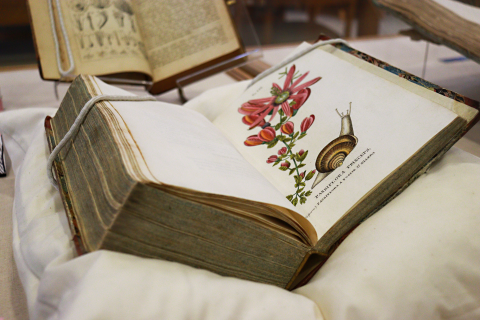 An old book resting in a display case, open to a page with an illustration of a flower and snail. 